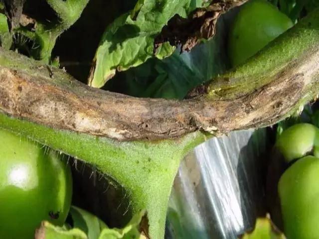 番茄潰瘍病危害莖桿髓部和韌皮部，受害部位變褐色，后期病莖中空