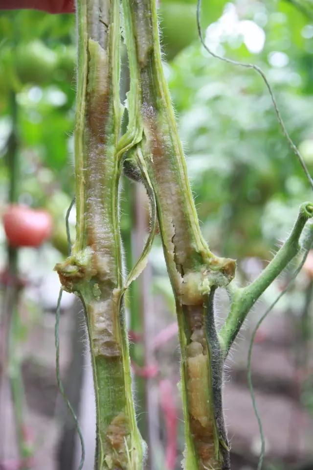 番茄細(xì)菌性髓部壞死主要危害莖桿髓部