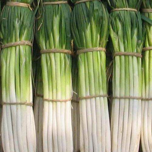 章丘大蔥