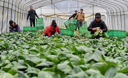 大棚蔬菜種植基地