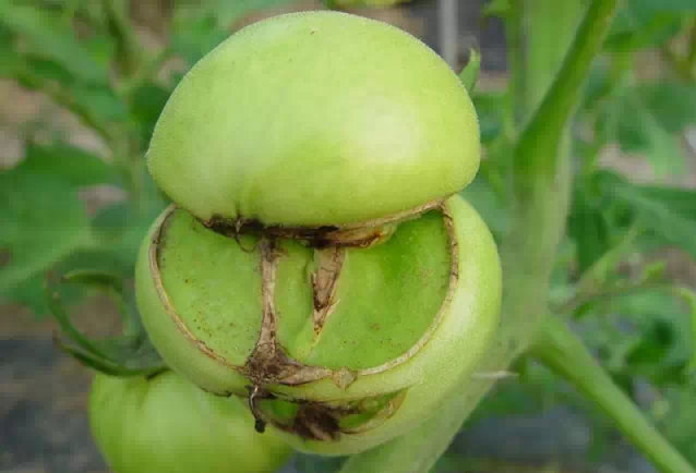 三、番茄頂裂果