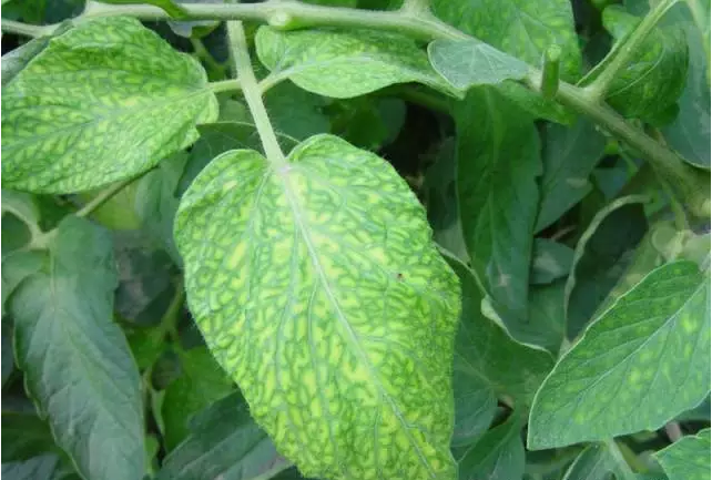 五、番茄病毒病(花葉型)