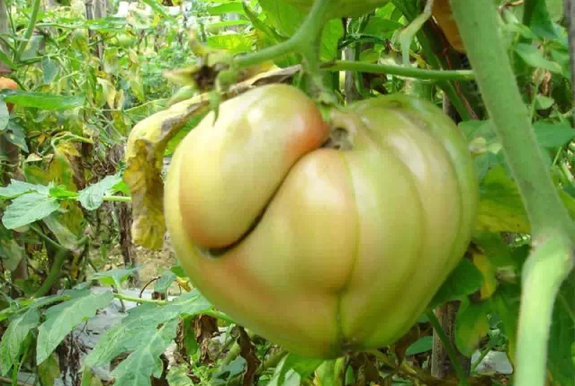 十五、番茄變形果