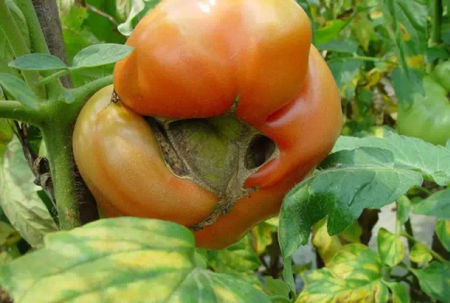 十七、番茄穿孔果