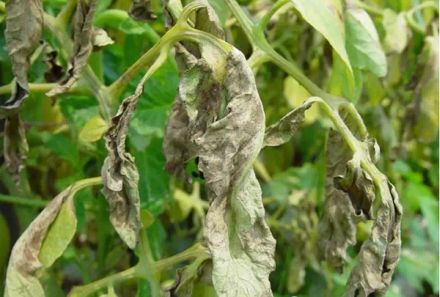 二十、番茄氨氣危害