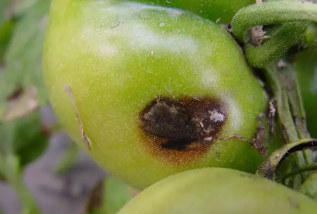 二十一、番茄黑斑病