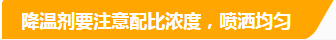 降溫劑要注意配比濃度，噴施均勻.png