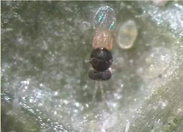 麗蚜小蜂