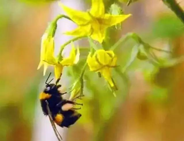 雄蜂