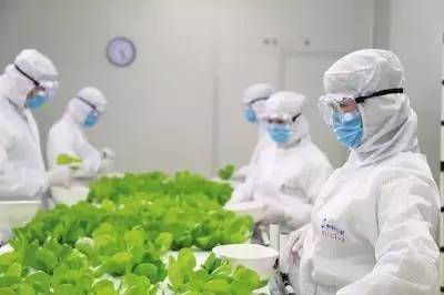 進(jìn)入植物工廠，要穿好兩層防護(hù)服，戴上口罩和消毒手套