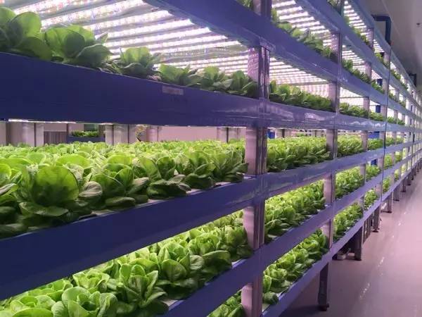 6層植物栽培架