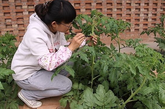 西紅柿點花