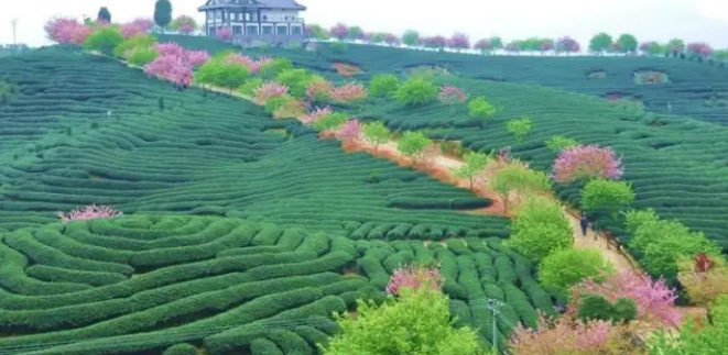 鄉(xiāng)村旅游