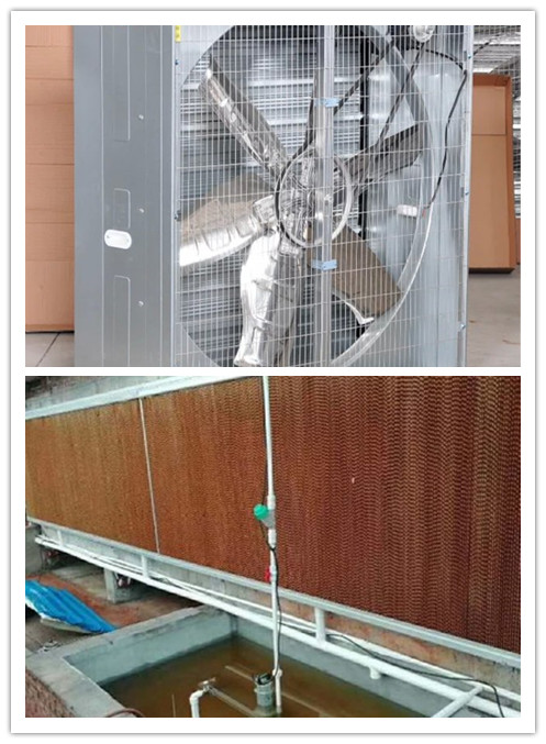 大棚風(fēng)機(jī)水簾降溫系統(tǒng).jpg