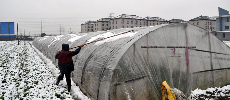 大棚清除積雪.jpg