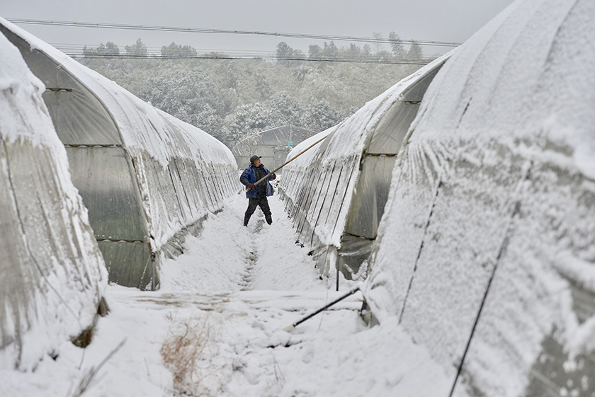 大棚積雪.jpg