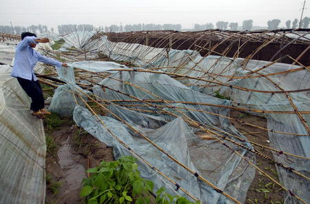 大棚膜被撕毀.jpg
