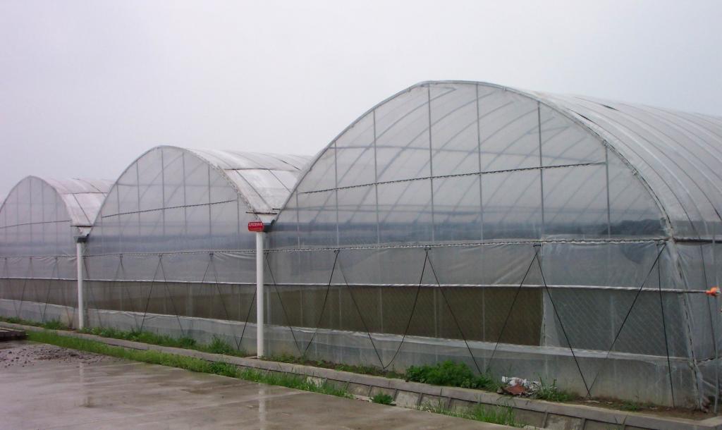 連棟溫室大棚.jpg