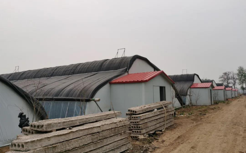陰陽(yáng)型日光溫室大棚.jpg