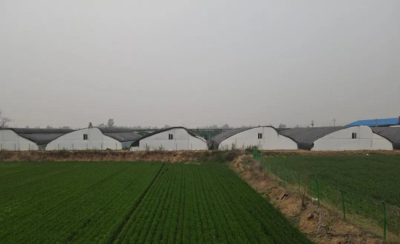 陰陽(yáng)型日光溫室大棚.jpg