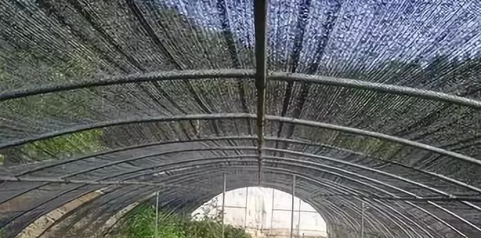 遮陽網.jpg